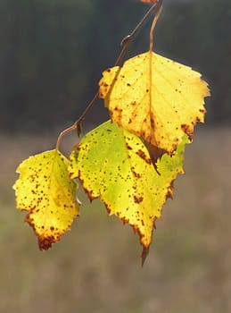 Close-up of the yellow birch leaves in the autumn