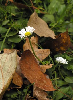 Flowering daisies side by side with brown autumn leaves
