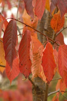 Red leaves of a sakura (Japan wild cherry) in the Moscow botanical garden