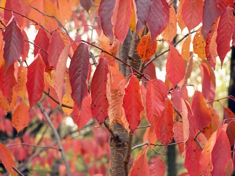 Red leaves of a sakura (Japan wild cherry) in the Moscow botanical garden