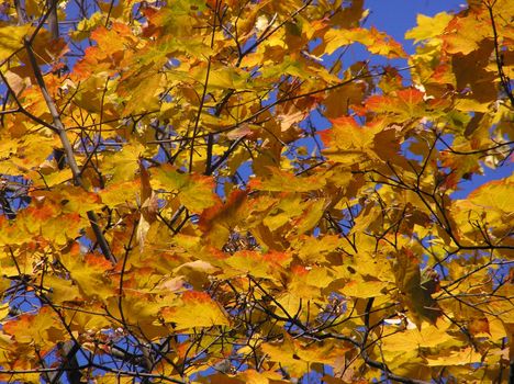 Yellow and red maple leaves in a sunny autumn day    