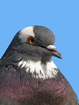 A portrait of a rock pigeon against blue sky