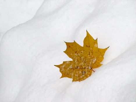 The yellow maple leaf on the snow background
