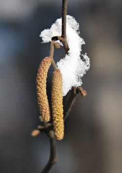 The catkins of a birch covered with snow in the early spring