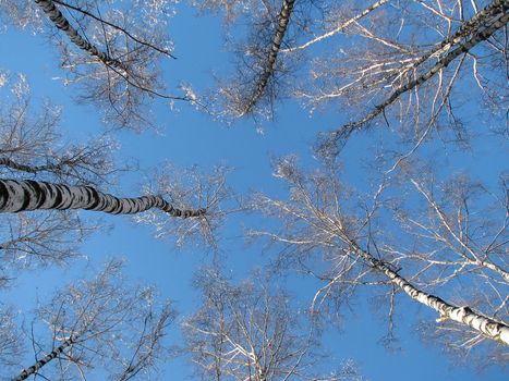 The branches covered with snow