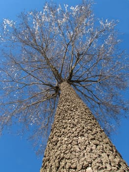 The sight of a tree from the ground
