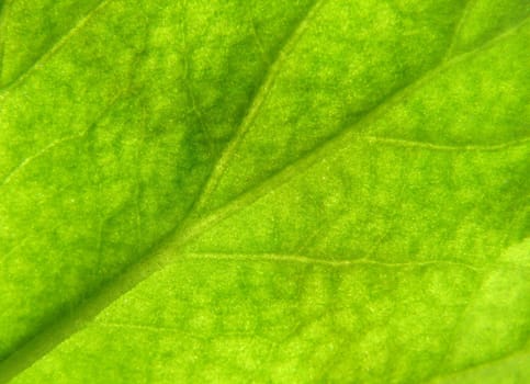 Texture of a green leaf in the sunlight
