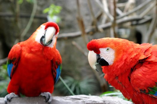 The Scarlet Macaws is a large colorful parrot.