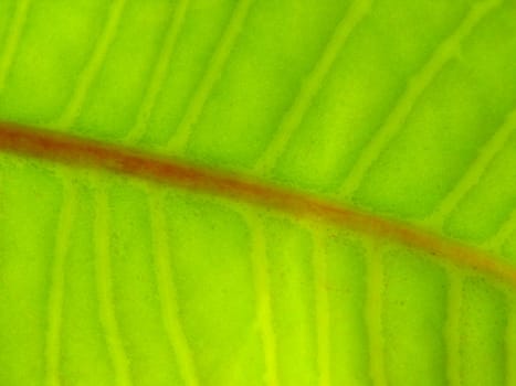 Texture of a green leaf in the sunlight
