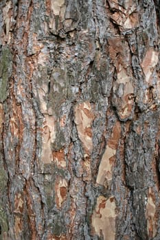 The closeup of a pine trunk
