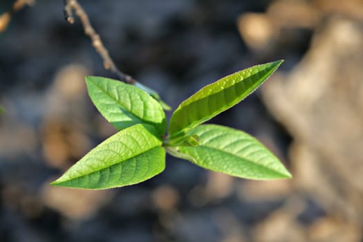 The close-up of young leaves in the spring
