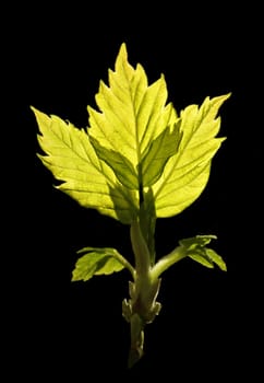 The close-up of young leaves in the spring
