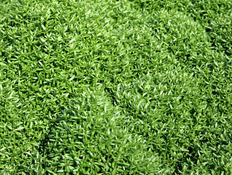 The close-up of grass for texture or background