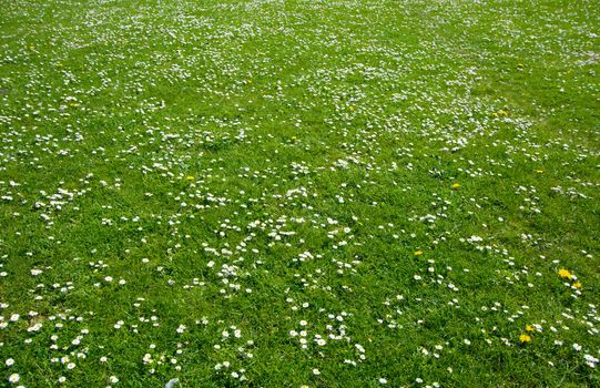 Green meadow with daisies and chamomile