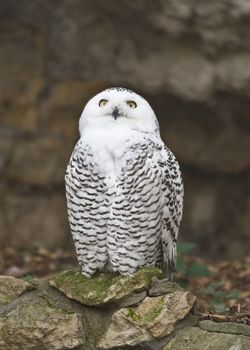 The snowy owl (Nyctea scandiaca) in the Moscow zoo