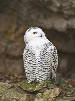 The snowy owl (Nyctea scandiaca) in the Moscow zoo