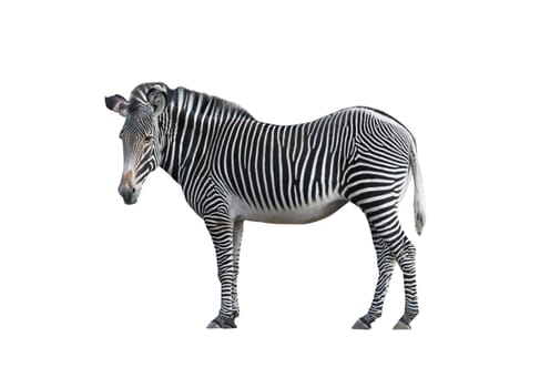 An isolated photo of a zebra on white background
