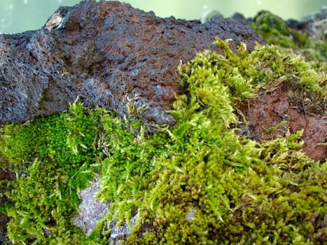 rocks with moss