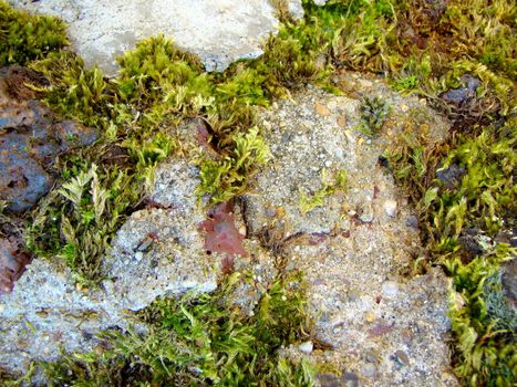 rocks with moss