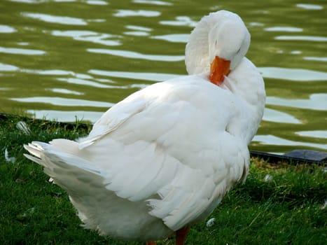 goose at waterside