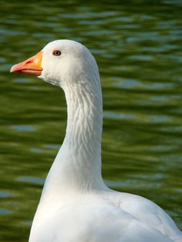 goose at waterside