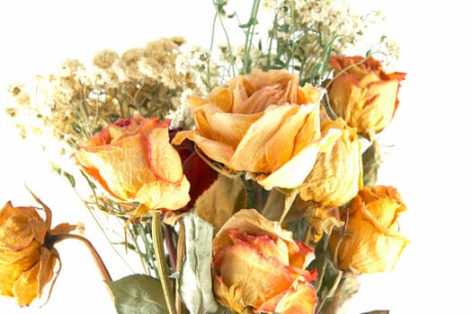 dried flowers on a white background