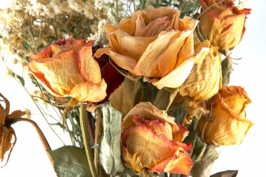 dried flowers on a white background