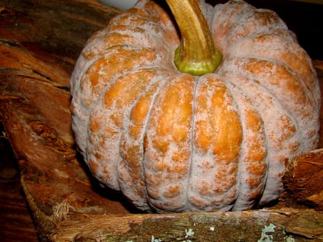 pumpkin up close
