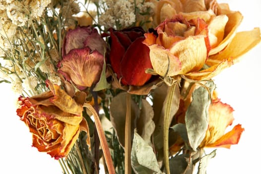 dried flowers on a white background