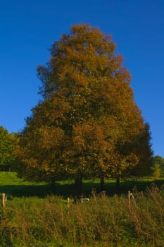lone some standing autumn tree on a sunny day with blue sky in a pasture
