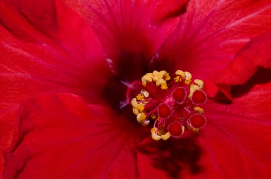 extreme close up of a red hibiscus with stamen visible
