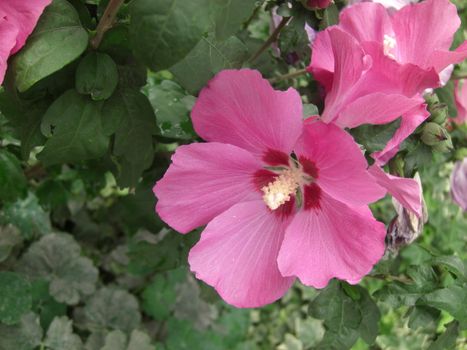 hollyhock blossoms outdoors