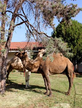 Shot of a light brown single hump camel