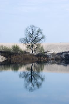 The lonely tree reflected on the water