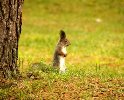 Squirrel  is on a grass about a tree