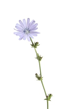 Beautiful blue wild flower with high stem on white background