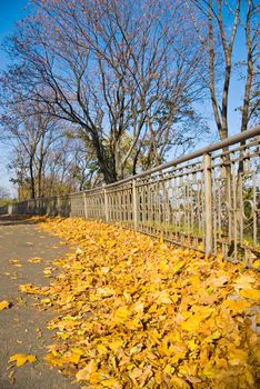 Yellow autumn leaves in a park