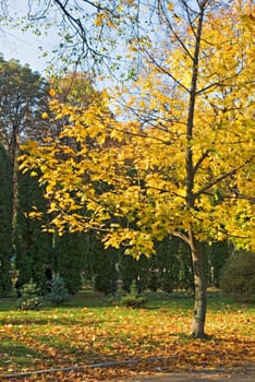 Yellow autumn leaves in a park