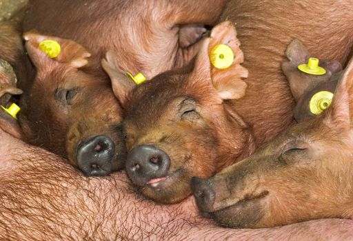 fed piglets sleeping beside sows