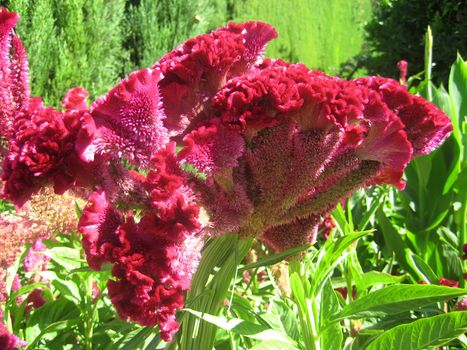 Red flower in garden Alhambra Granada Spain