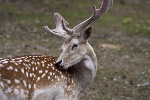 close up shots of michigan elk early summer antler's in velvet