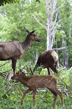 close up shots of michigan elk early summer antler's in velvet