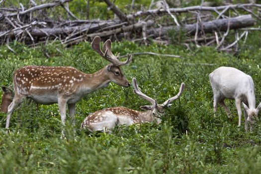 close up shots of michigan elk early summer antler's in velvet