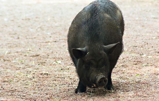 A large black pig parade in the paddock