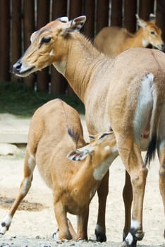 Baby of an  antelope  suckling its mother