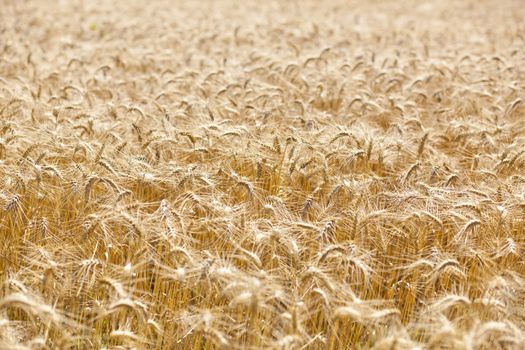 Wheat filed in summer