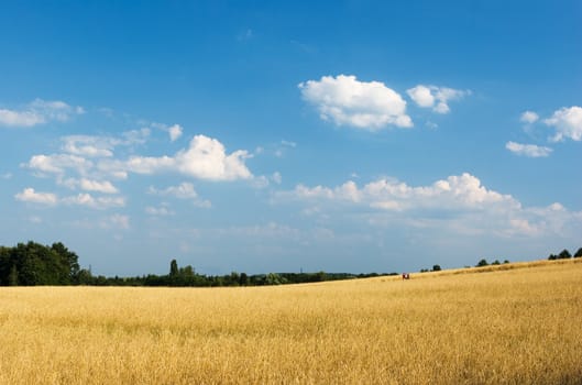 Wheat field with cloudy summer sky 