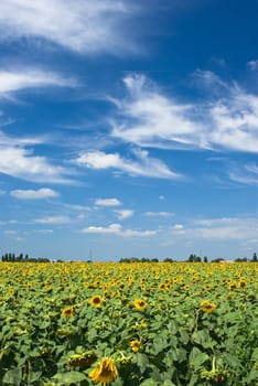 
sunflower field under blue sky with clouds