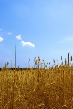 Ripened spikes of wheat field against a clear blue sky 