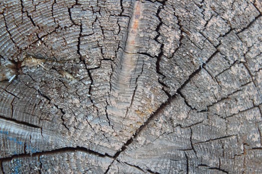 cut through a trees log showing the tree-rings